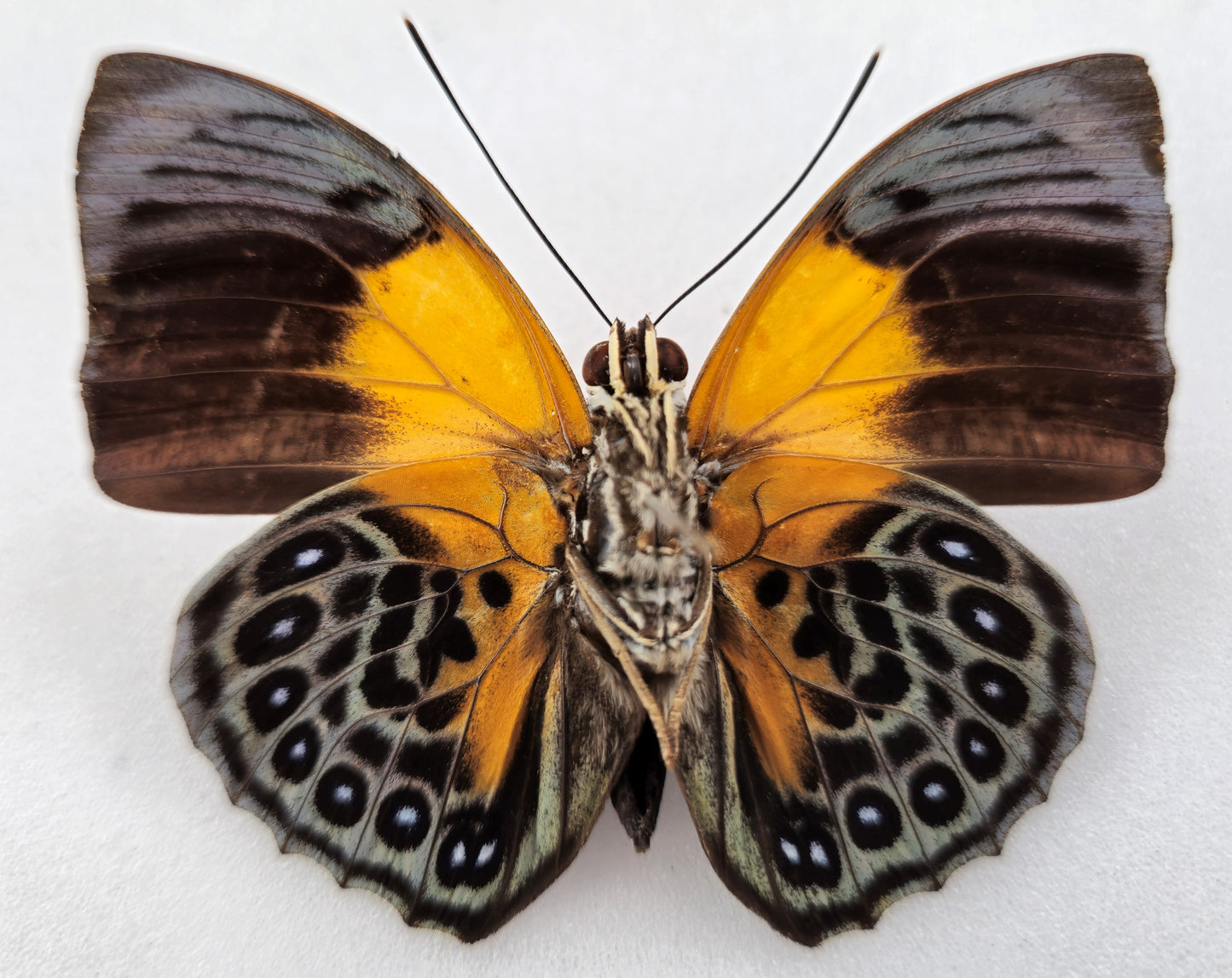Agrias hewitsonius hewitsonius ♂ (Brazil)