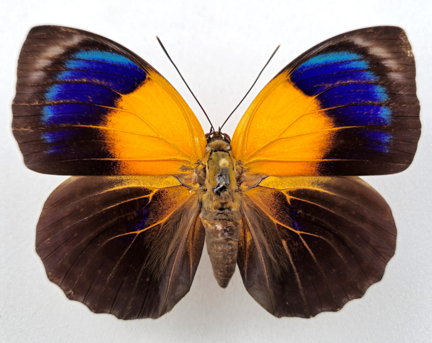 Agrias hewitsonius hewitsonius ♀ (Brazil) XL