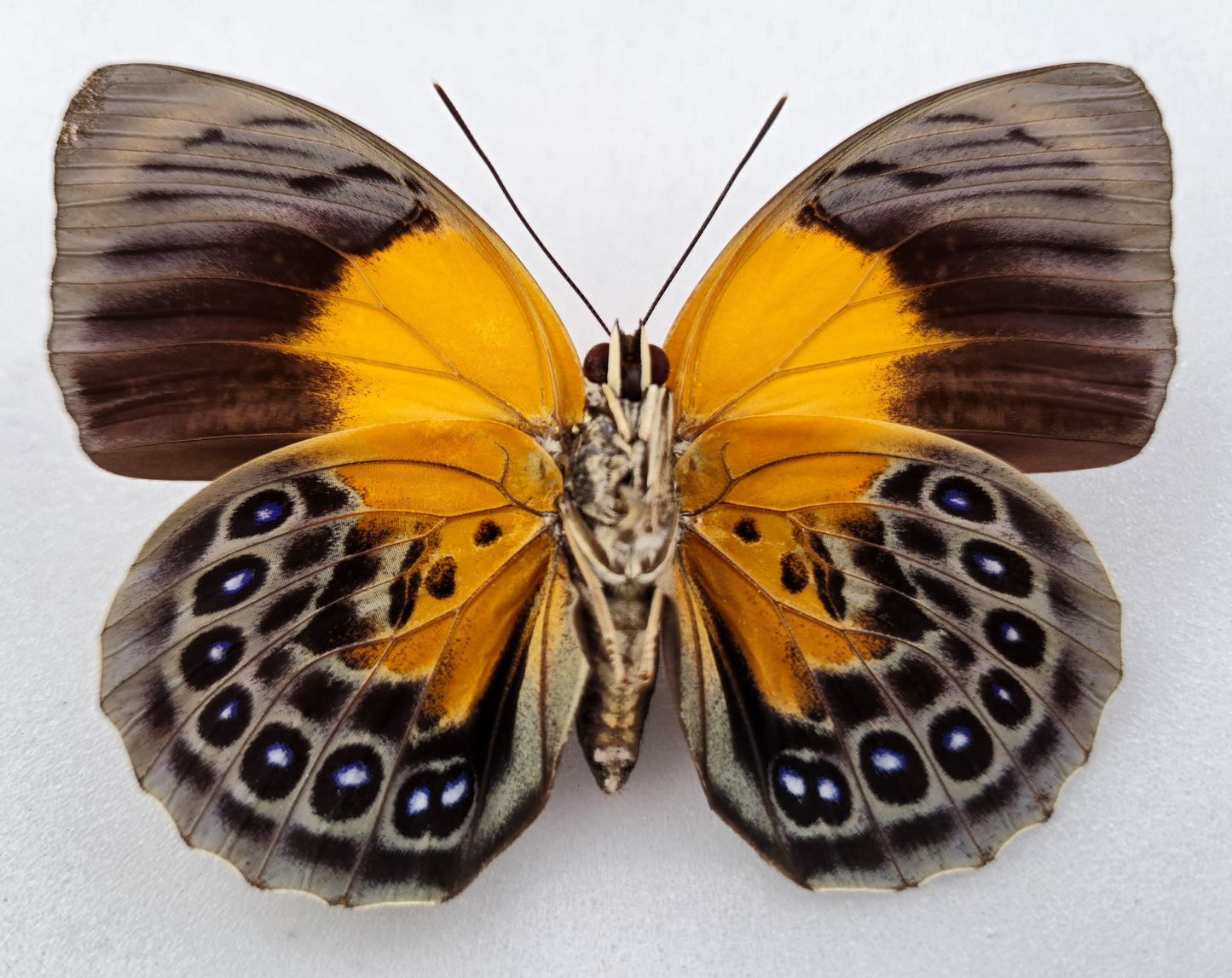 Agrias hewitsonius hewitsonius ♀ (Brazil) XL