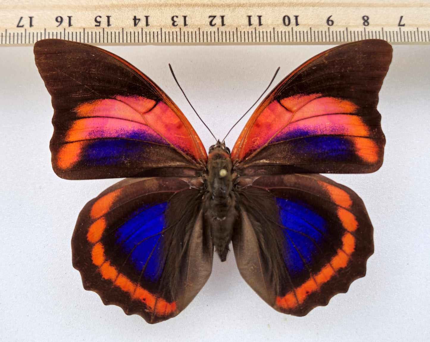 Prepona praeneste buckleyana ♀ f.olympia (Bolivia)