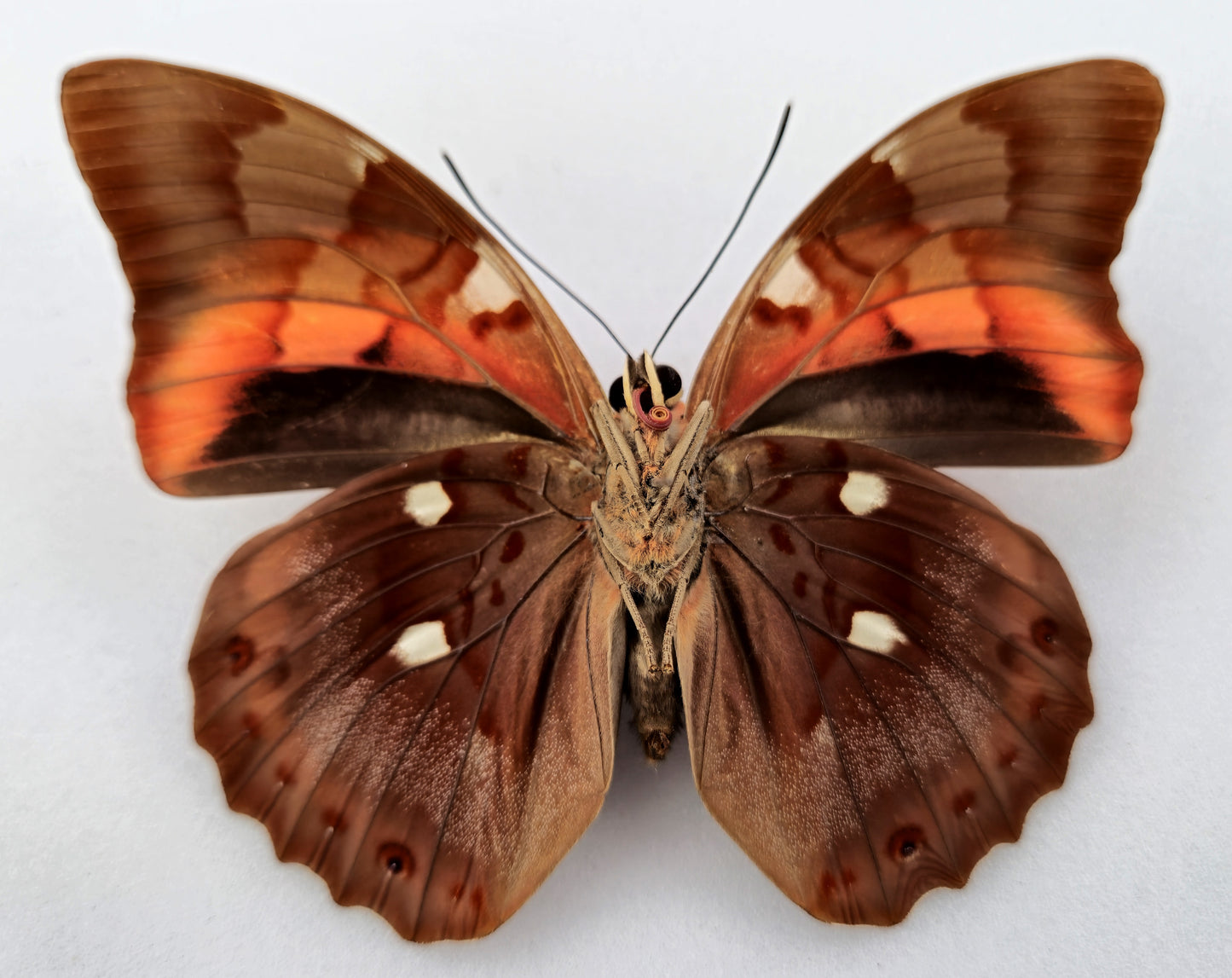 Prepona praeneste buckleyana ♀ f.olympia (Bolivia)