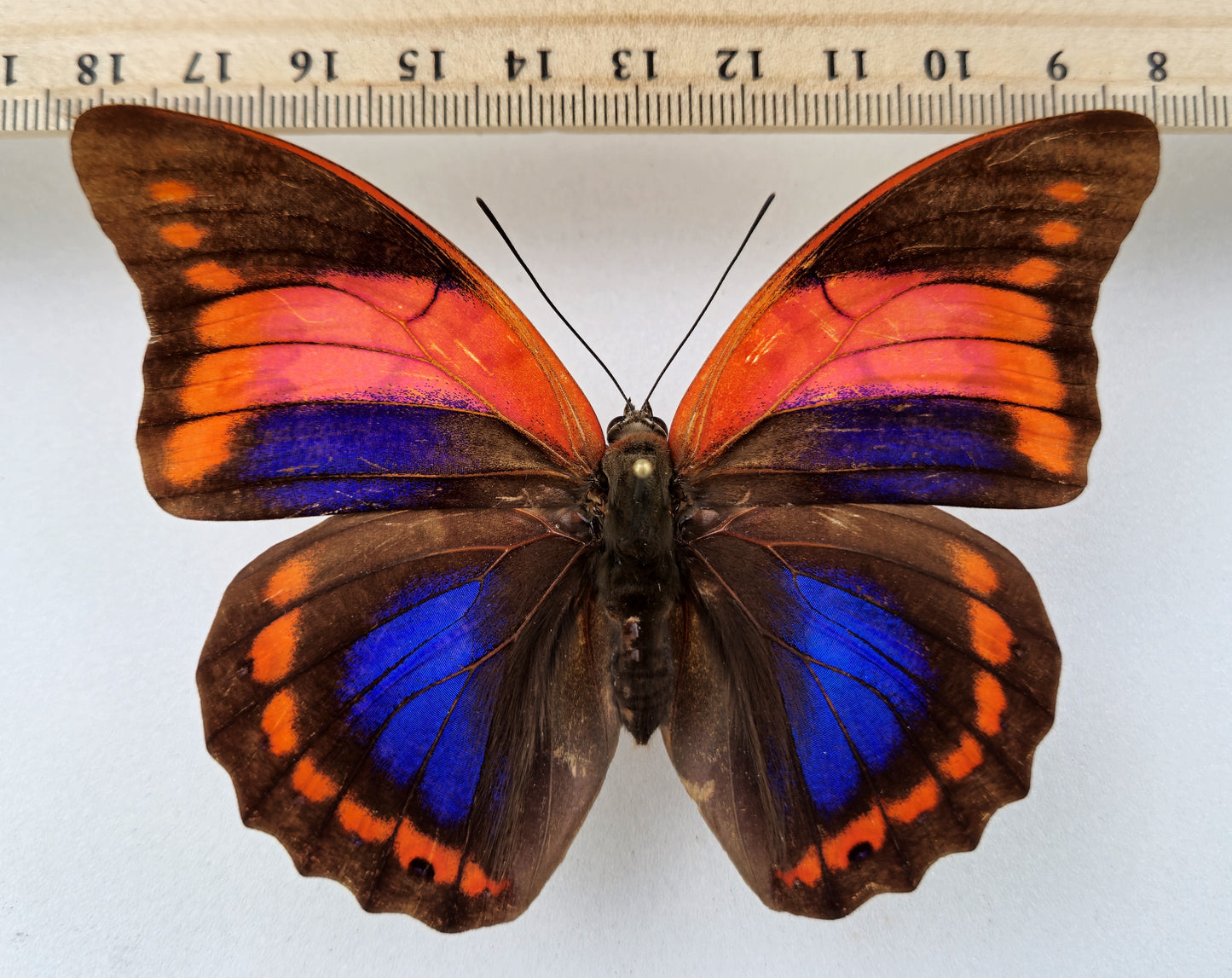 Prepona praeneste confusa ♀ f.olympia (Peru)