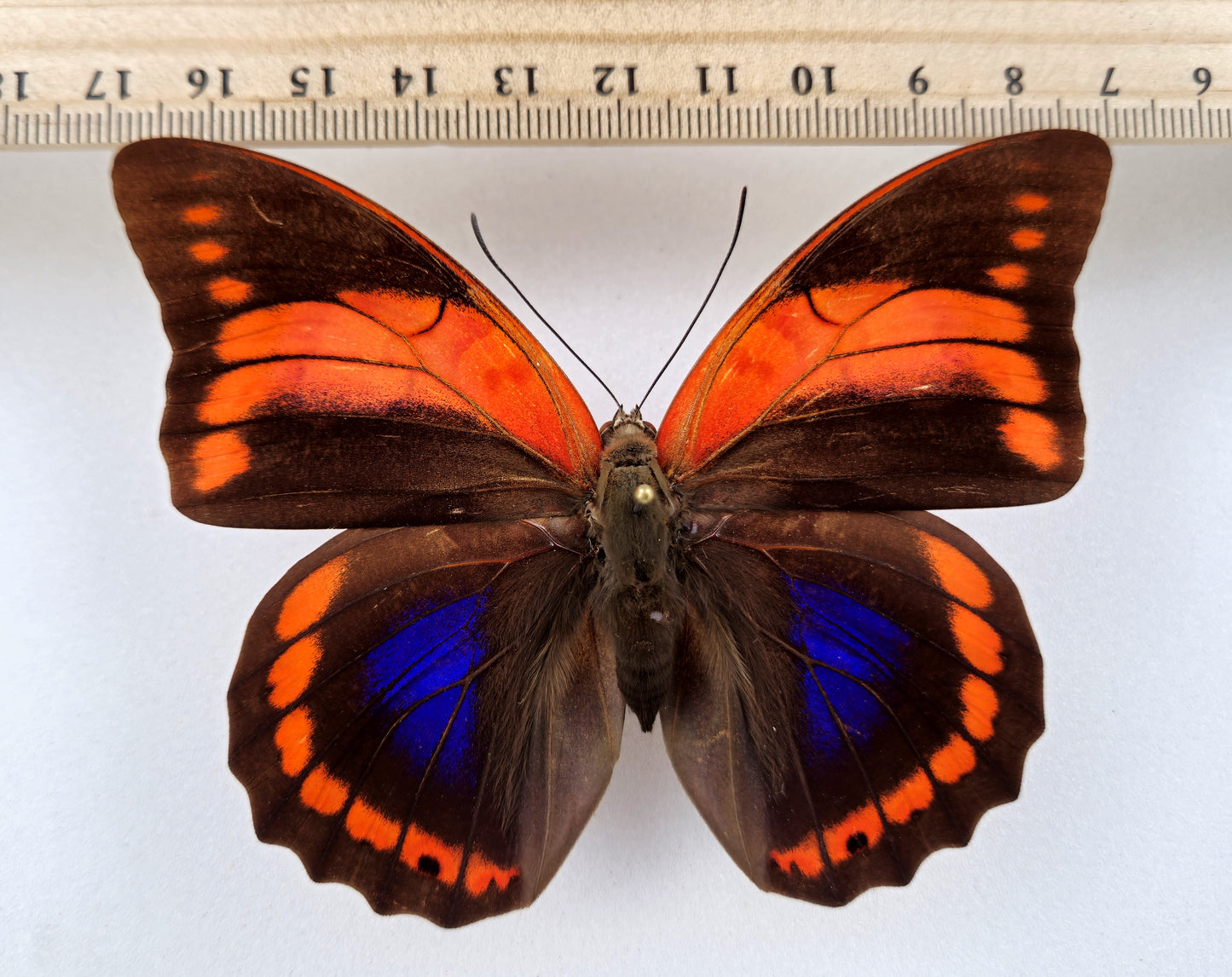 Prepona praeneste confusa ♀ f.olympia (Peru)