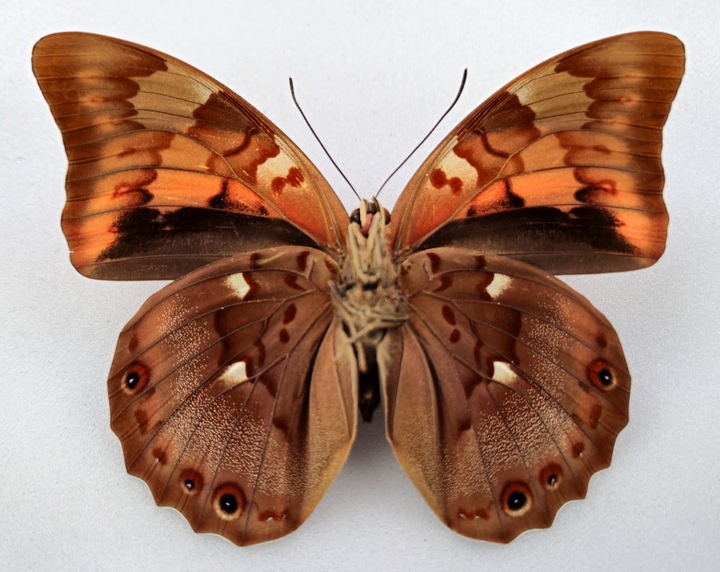 Prepona praeneste confusa ♀ f.olympia (Peru)