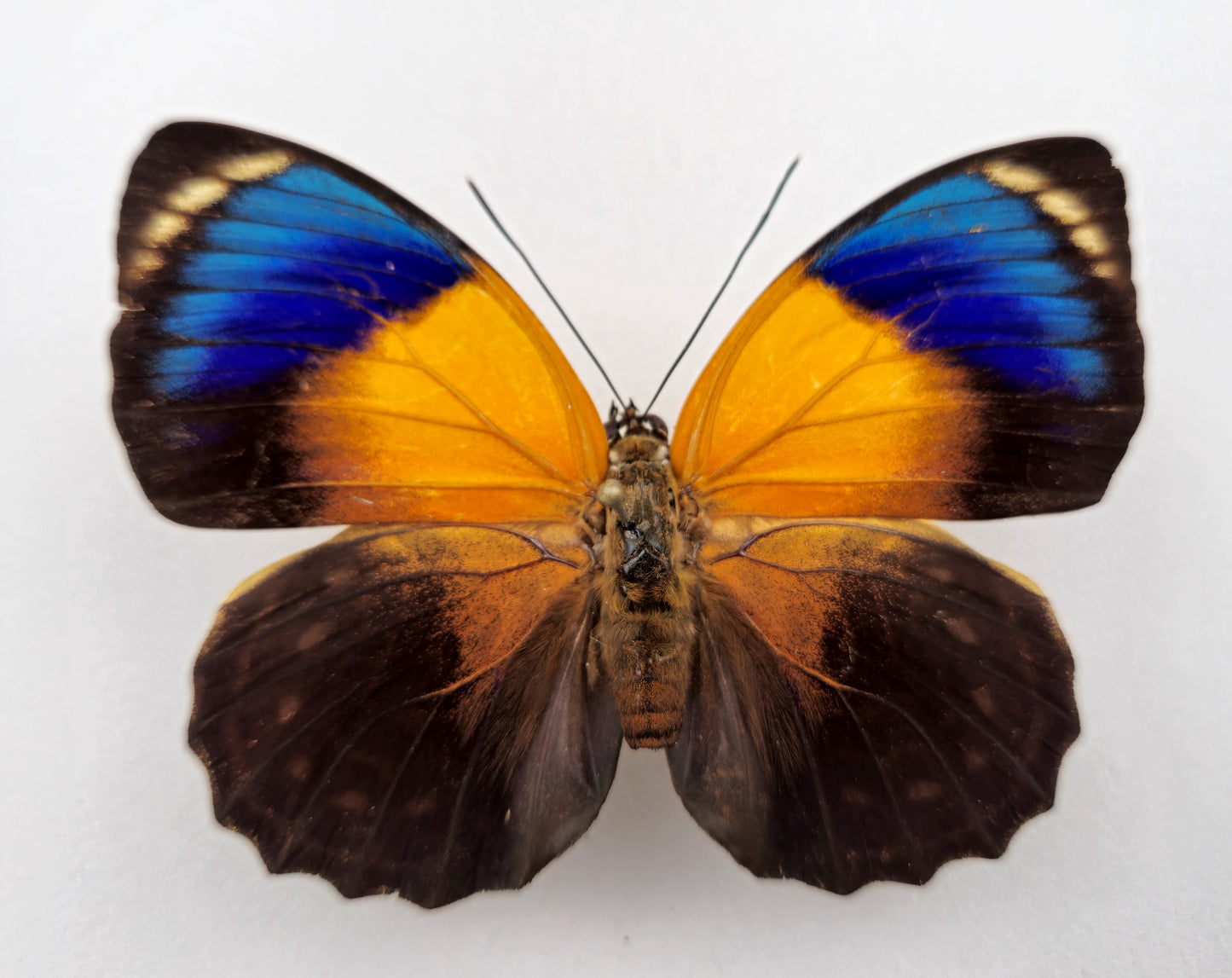 Agrias phalcidon fournierae ♀ f. viridiflavus (Brazil)