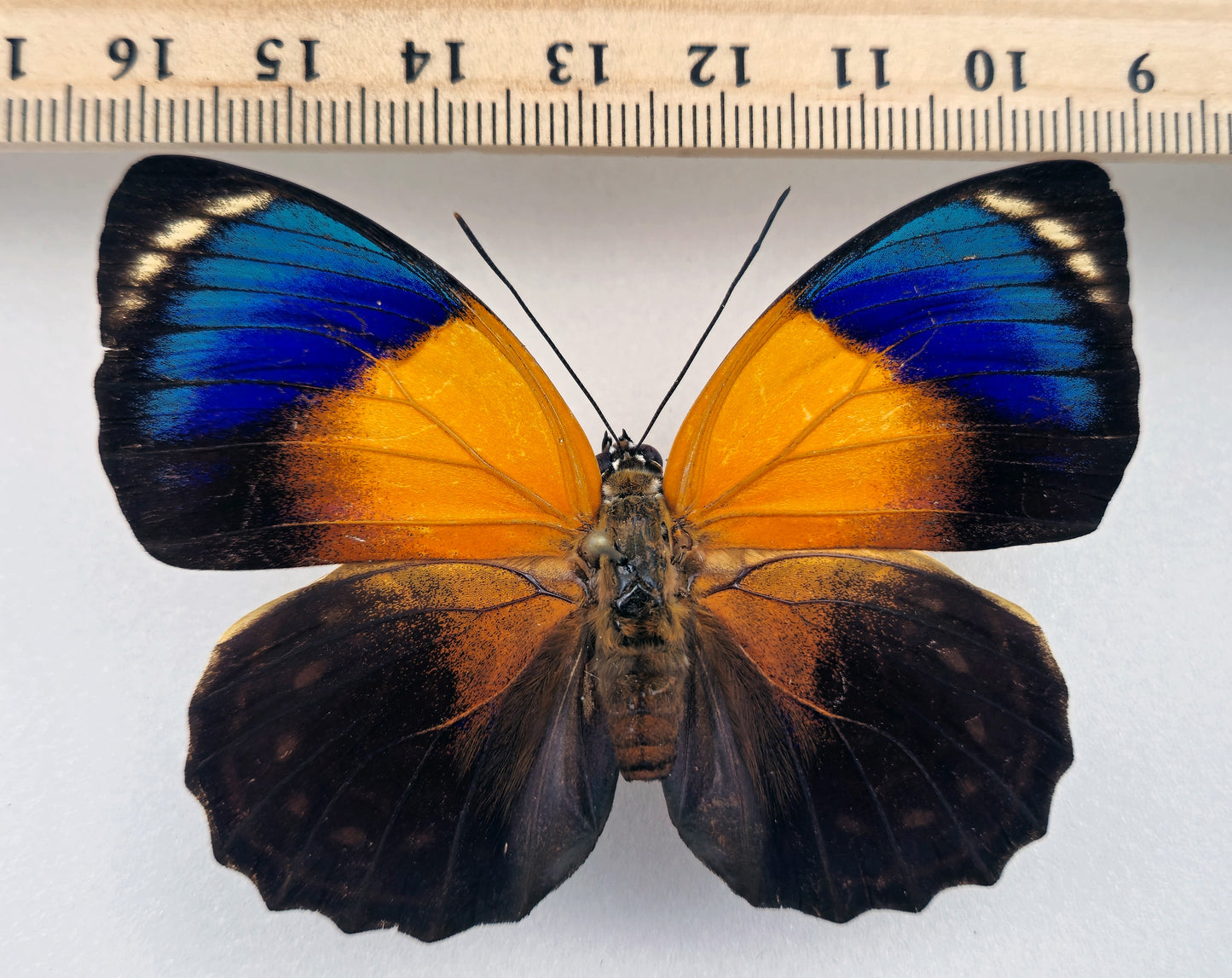 Agrias phalcidon fournierae ♀ f. viridiflavus (Brazil)