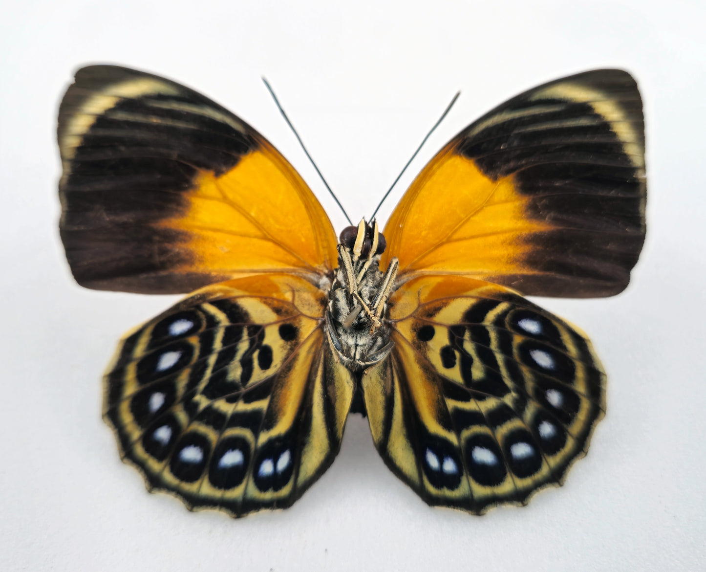 Agrias phalcidon fournierae ♀ f. viridiflavus (Brazil)