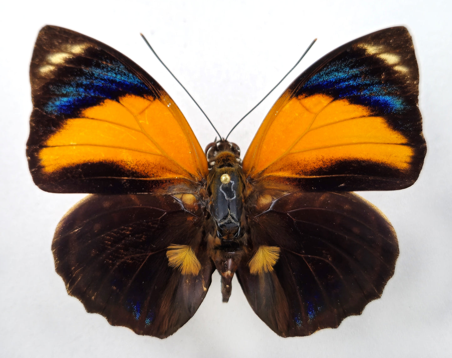Agrias pericles mauensis ♂ f. gratiosa yellow (Brasil)