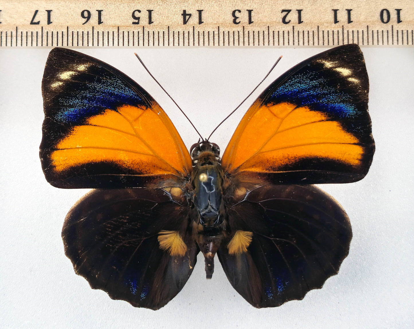 Agrias pericles mauensis ♂ f. gratiosa yellow (Brasil)