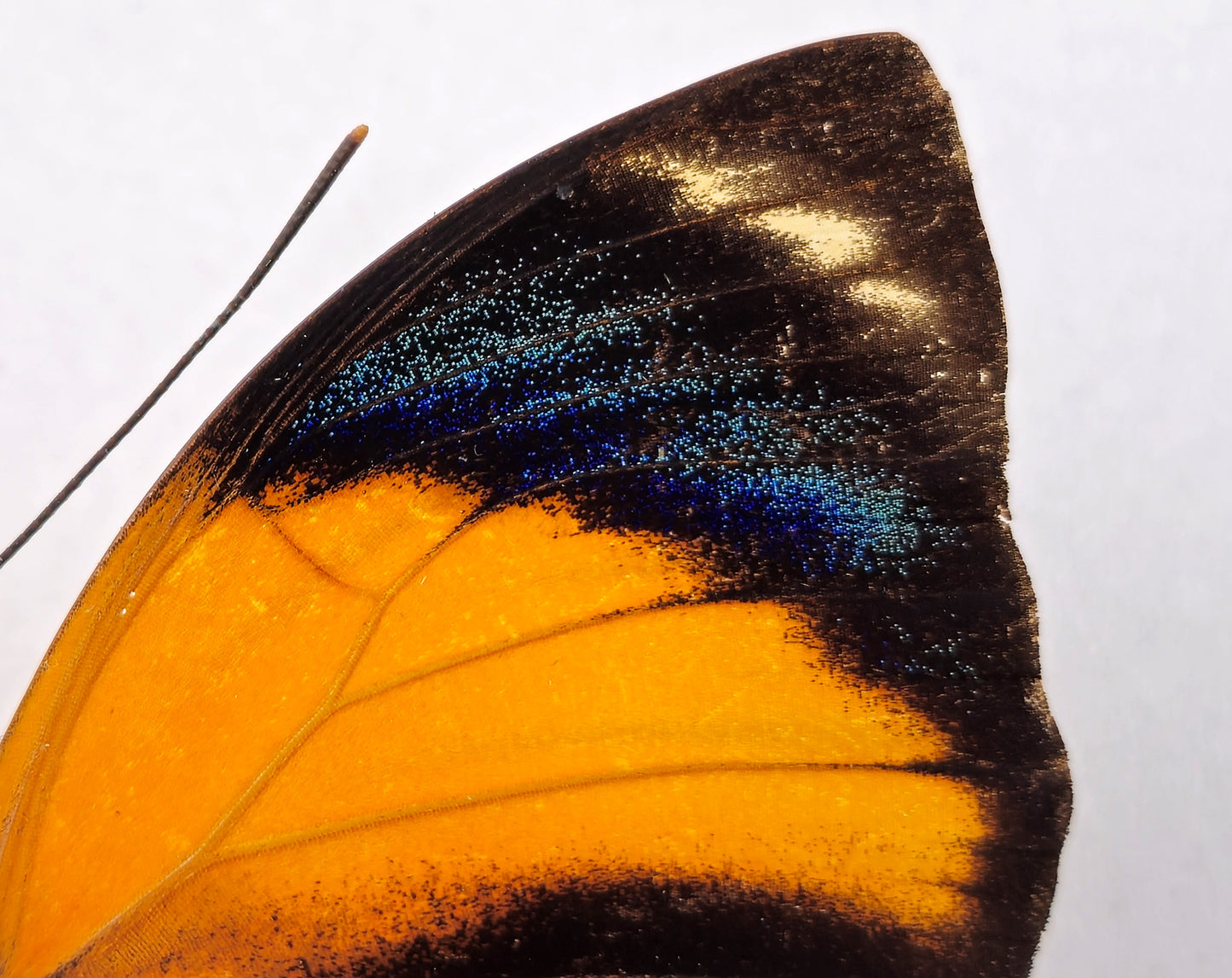 Agrias pericles mauensis ♂ f. gratiosa yellow (Brasil)