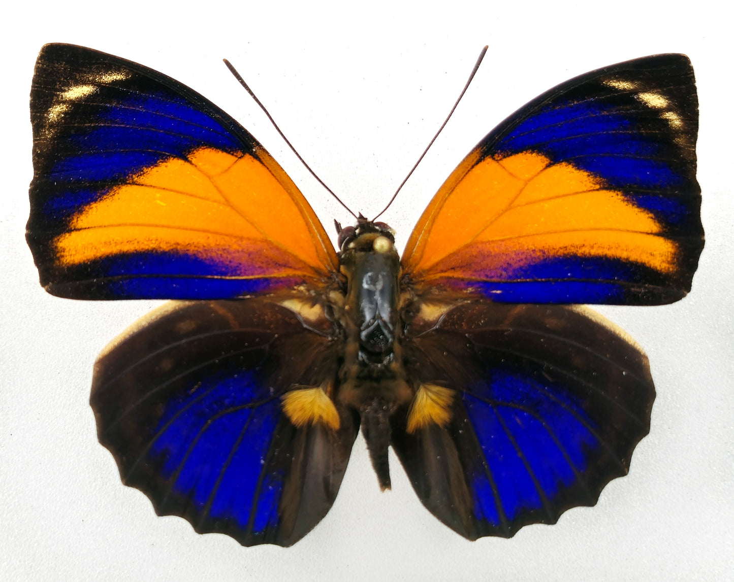 Agrias pericles mauensis ♂ (Brazil) Superb!