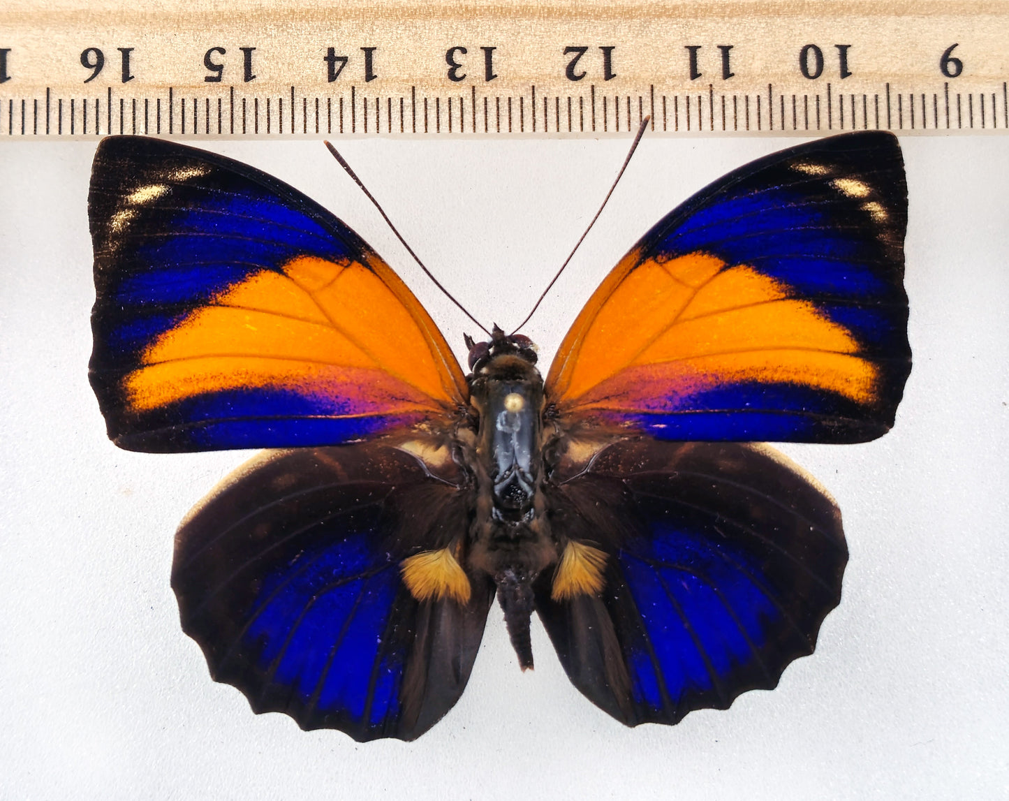 Agrias pericles mauensis ♂ (Brazil) Superb!