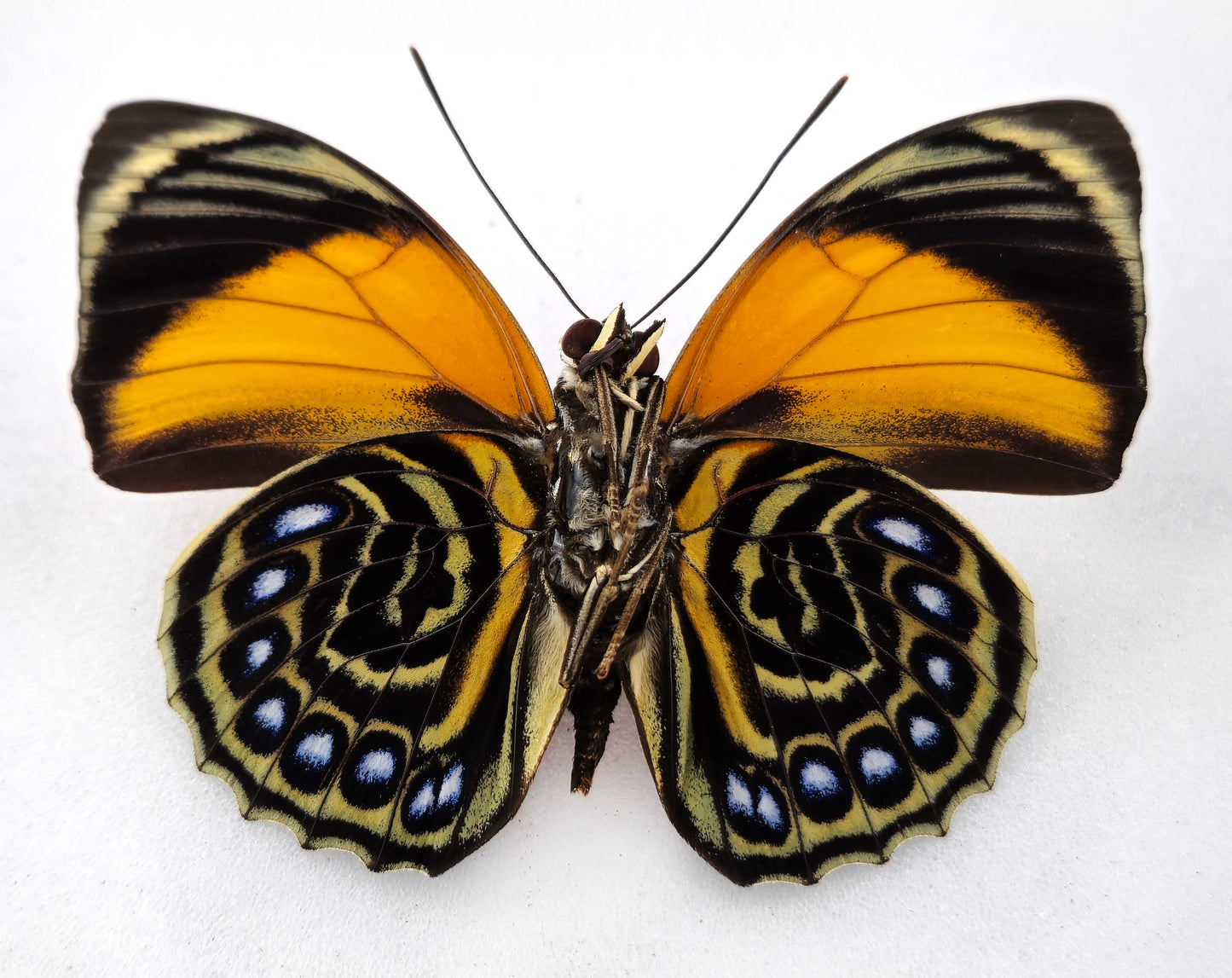 Agrias pericles mauensis ♂ (Brazil) Superb!