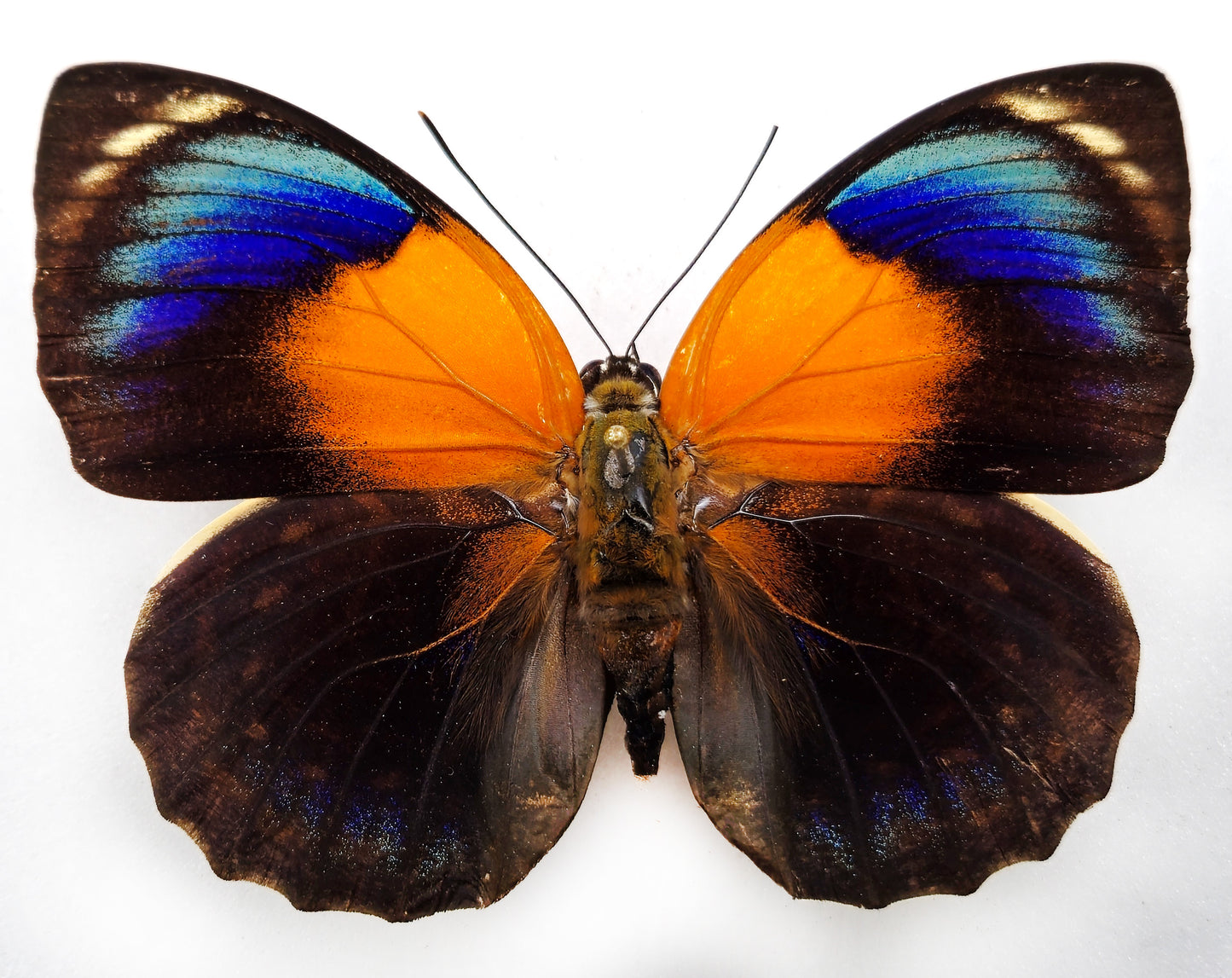 Agrias phalcidon fournierae ♀ f. Aristotle (Brazil)