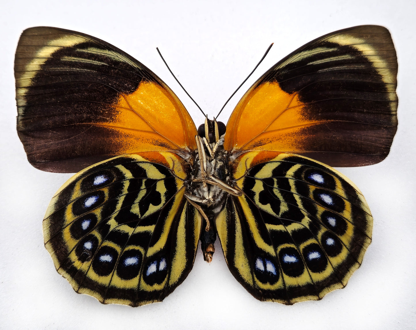 Agrias phalcidon fournierae ♀ f. Aristotle (Brazil)