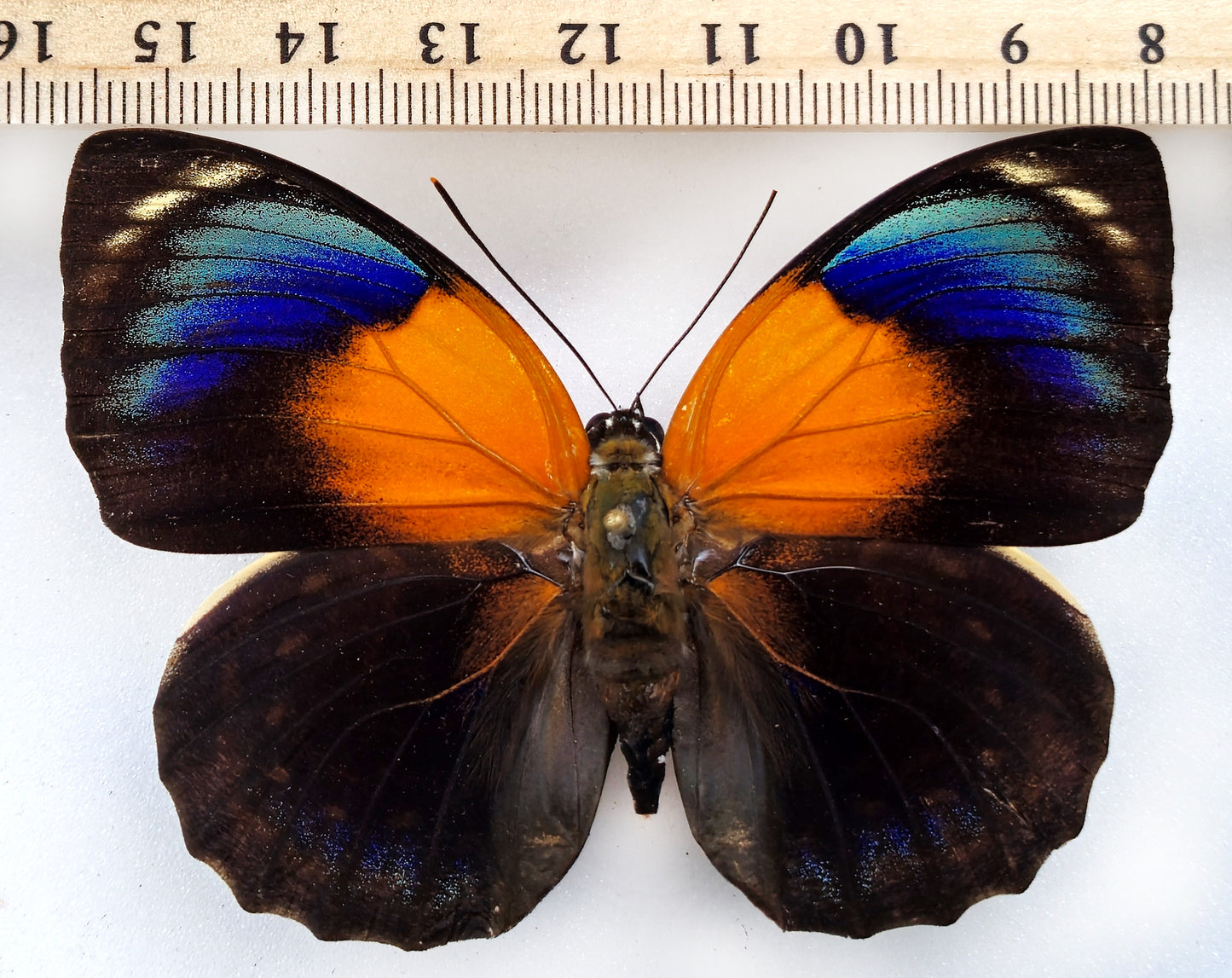 Agrias phalcidon fournierae ♀ f. Aristotle (Brazil)