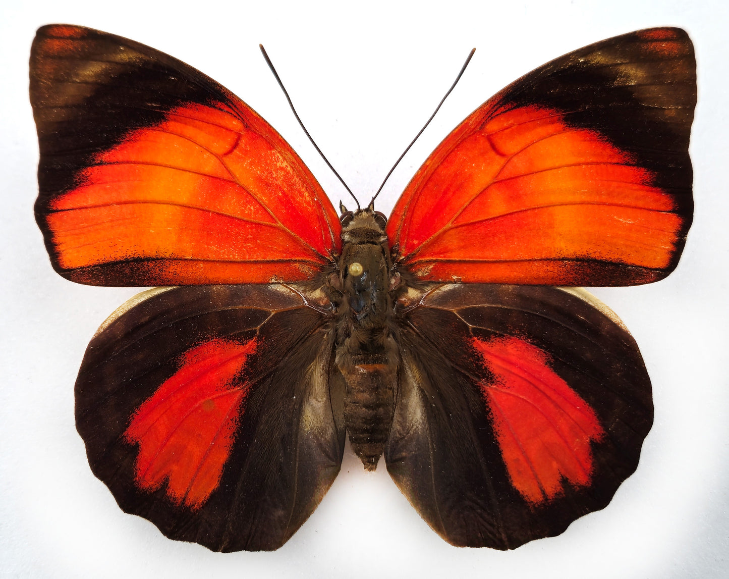 Agrias claudina croesus ♀ RARE FORM (Brazil)