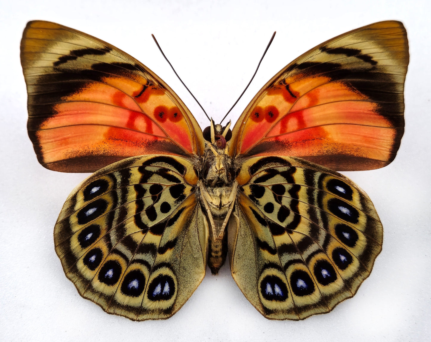 Agrias claudina croesus ♀ RARE FORM (Brazil)