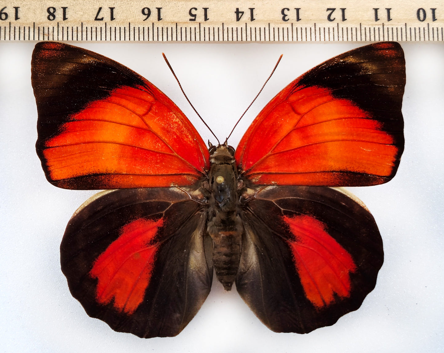 Agrias claudina croesus ♀ RARE FORM (Brazil)