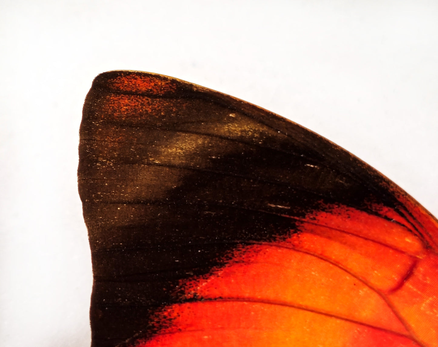 Agrias claudina croesus ♀ RARE FORM (Brazil)