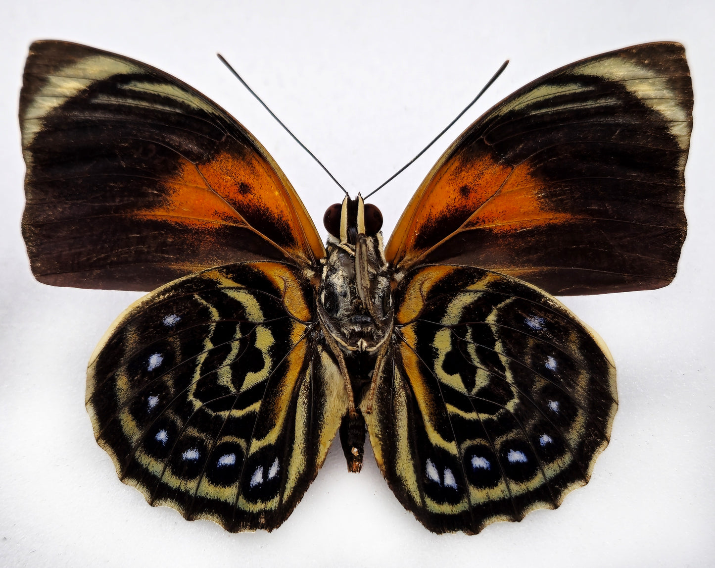 Agrias phalcidon ♂ f. floqueti (Brazil)