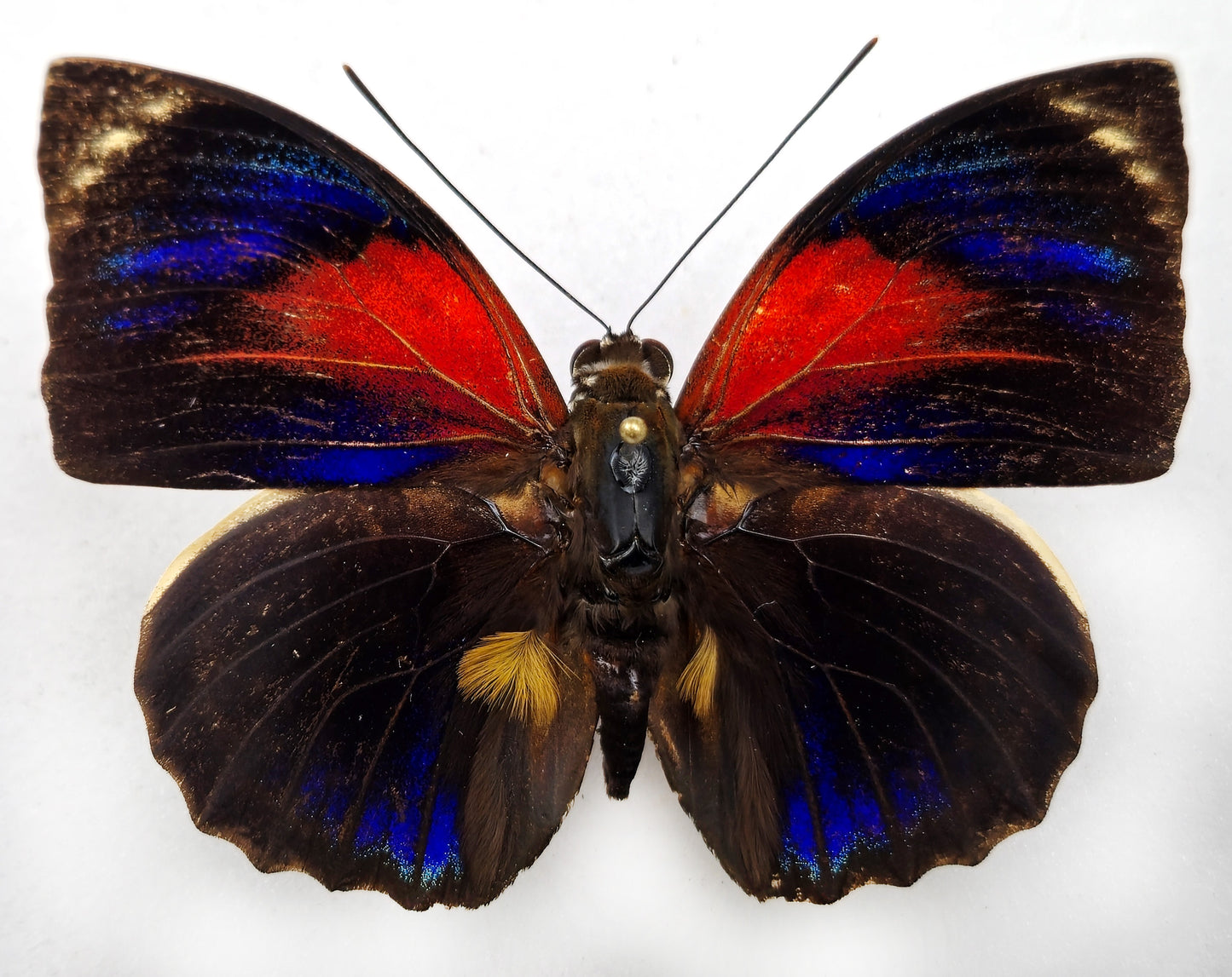 Agrias phalcidon ♂ f. floqueti (Brazil)