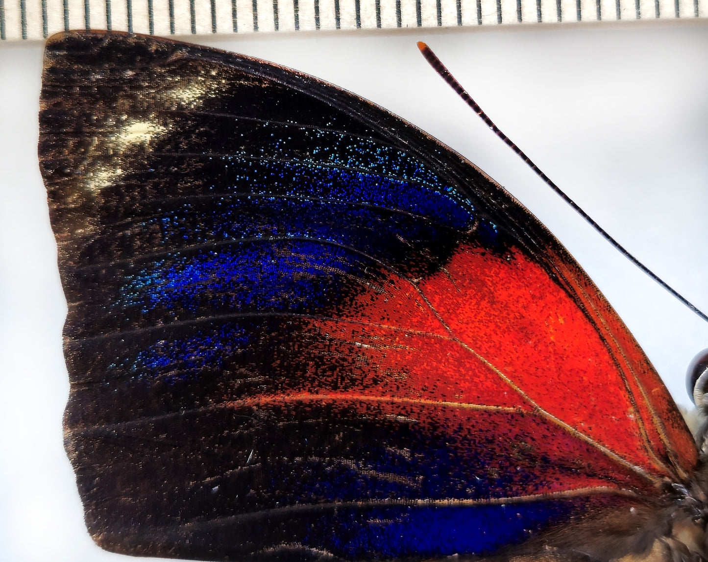 Agrias phalcidon ♂ f. floqueti (Brazil)