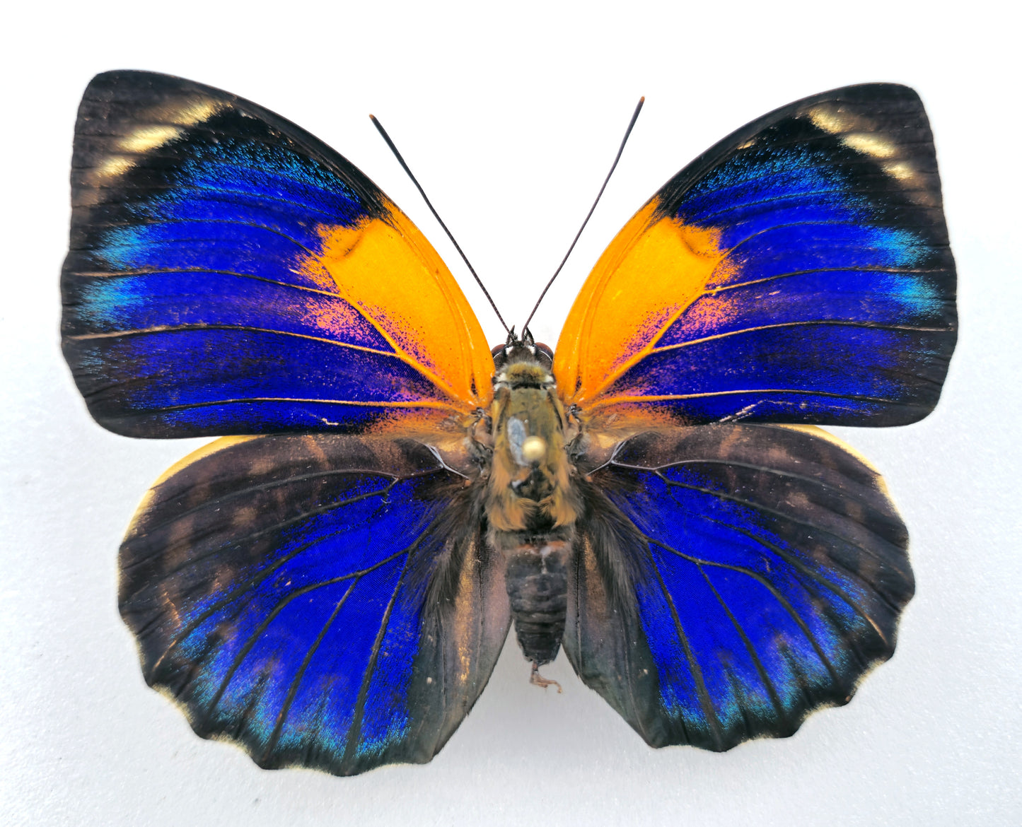 Agrias phalcidon fournierae ♀ f. aristotles (Brazil)
