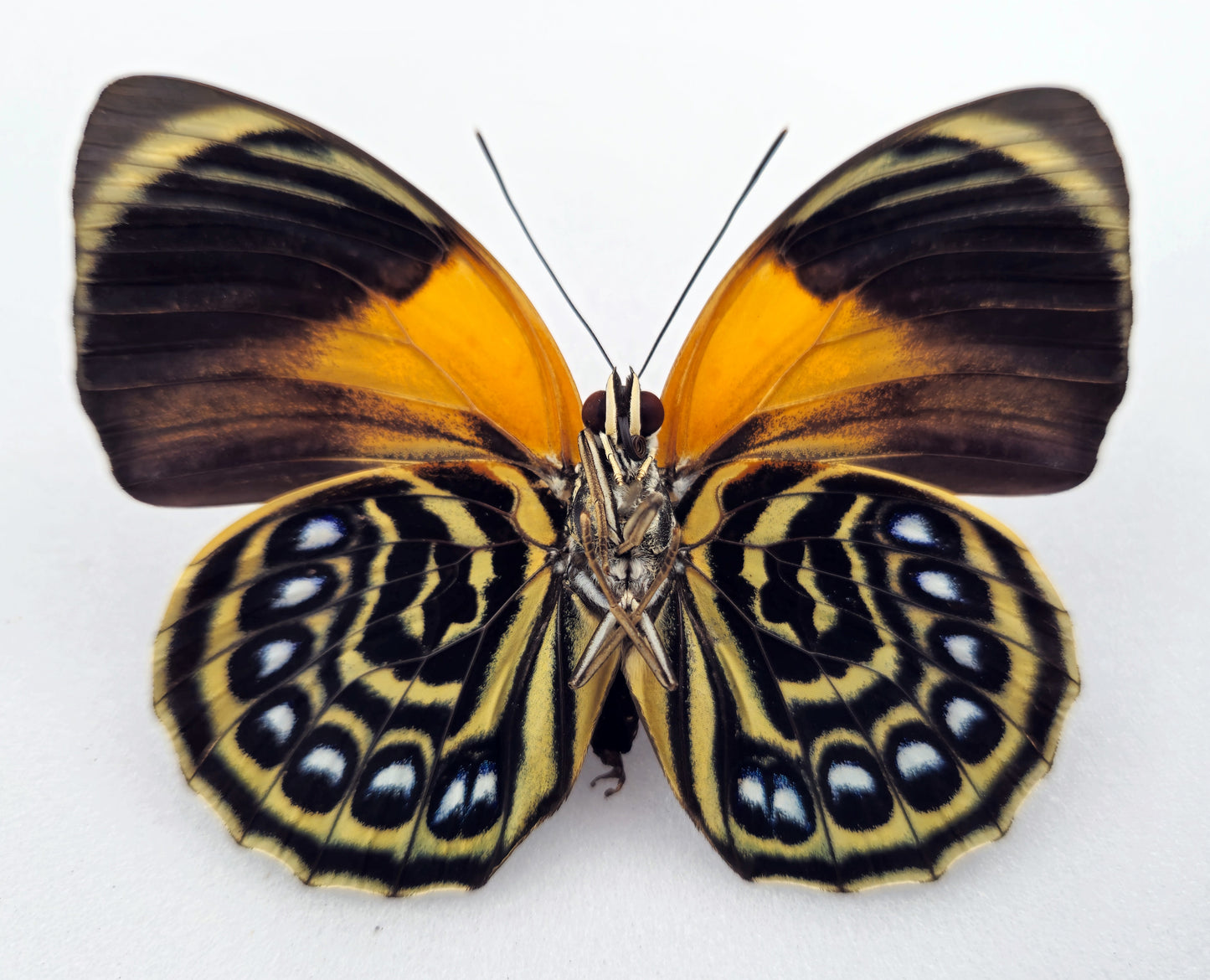 Agrias phalcidon fournierae ♀ f. aristotles (Brazil)