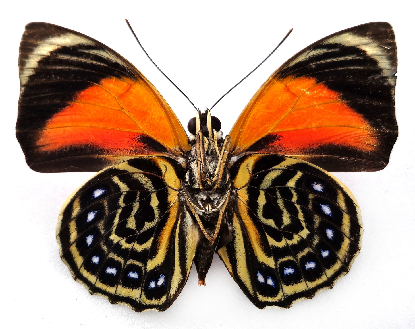 Agrias pericles mauensis ♂ f. hervei (Brazil)