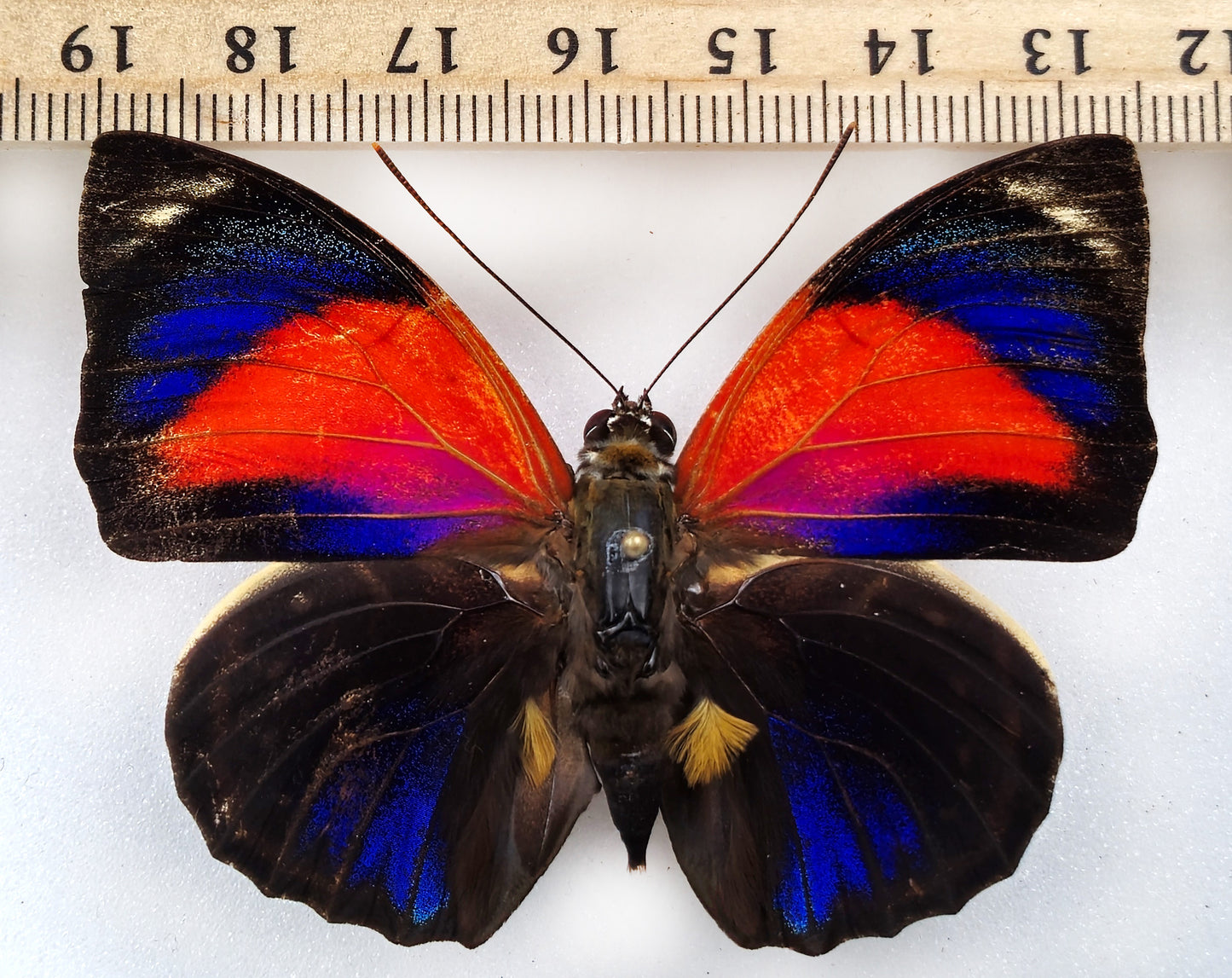 Agrias pericles mauensis ♂ f. hervei (Brazil)