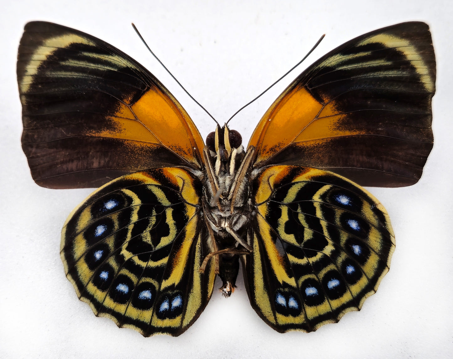 Agrias phalcidon forunierae ♂ RARE FORM (Brazil)