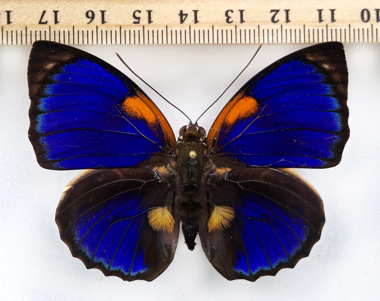 Agrias phalcidon forunierae ♂ RARE FORM (Brazil)