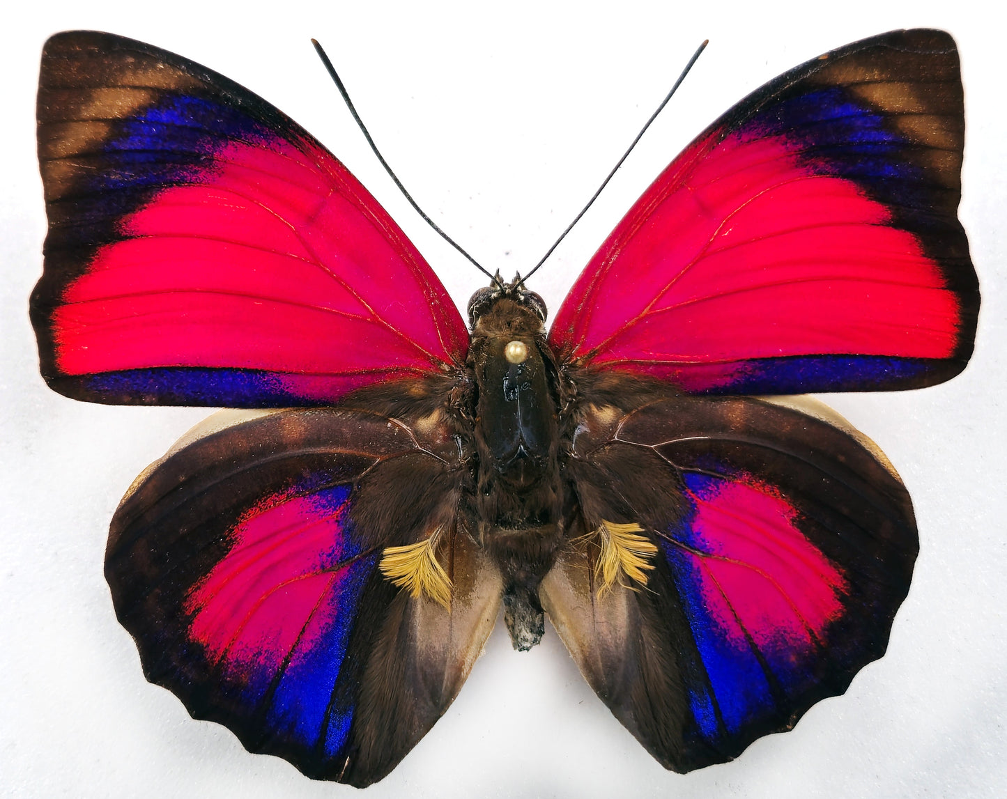 Agrias claudina sardanapalus ♂ f. belsazer (Brazil) XL