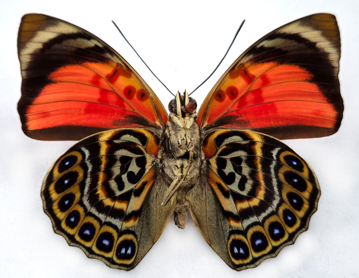 Agrias claudina sardanapalus ♂ f. belsazer (Brazil) XL