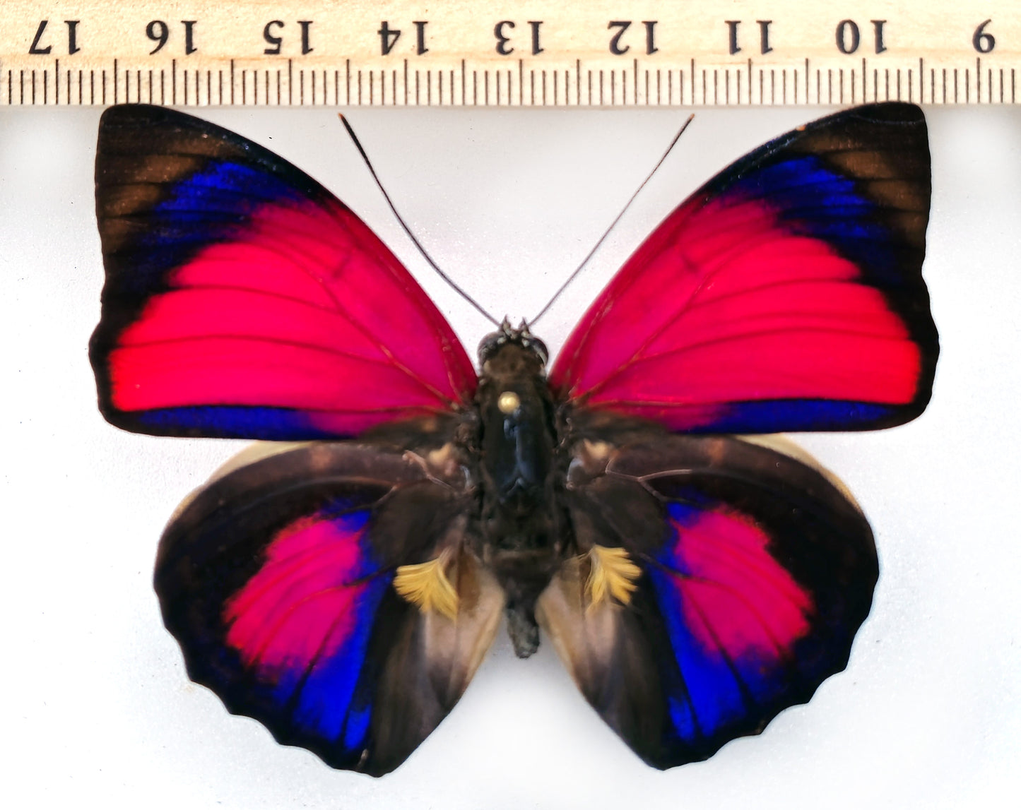 Agrias claudina sardanapalus ♂ f. belsazer (Brazil) XL