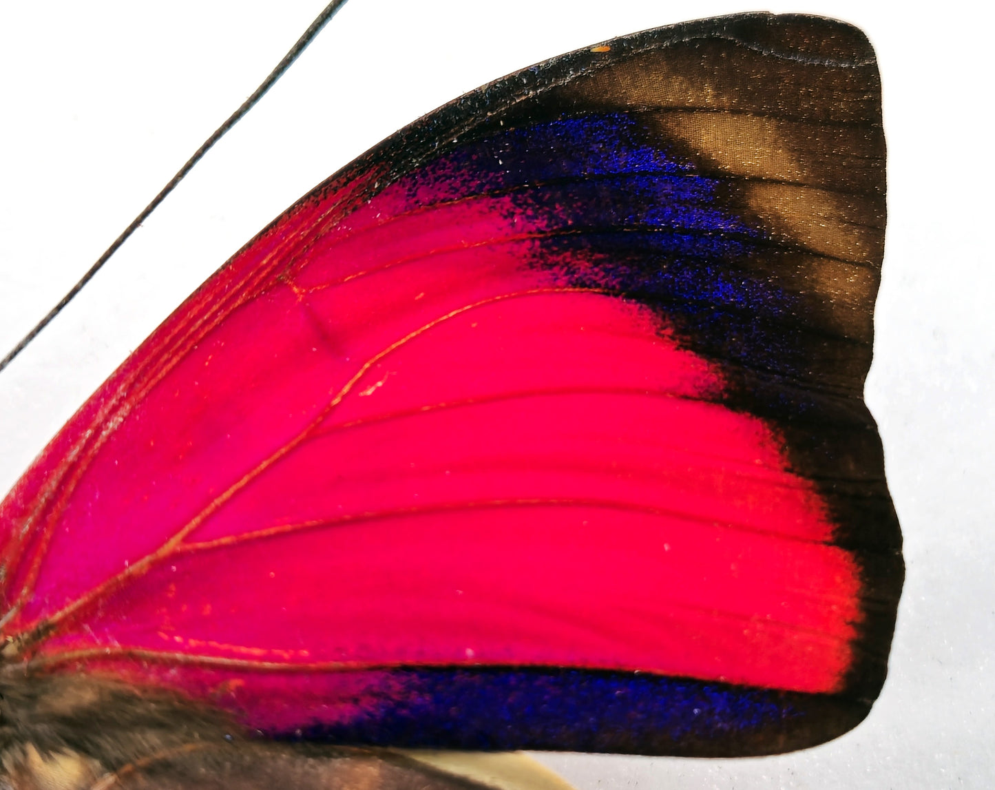 Agrias claudina sardanapalus ♂ f. belsazer (Brazil) XL