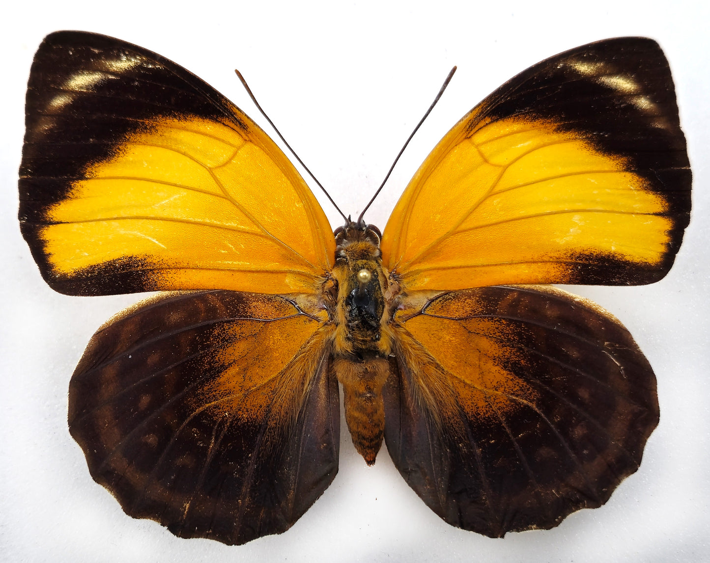 Agrias pericles mauensis ♀ (Brazil)