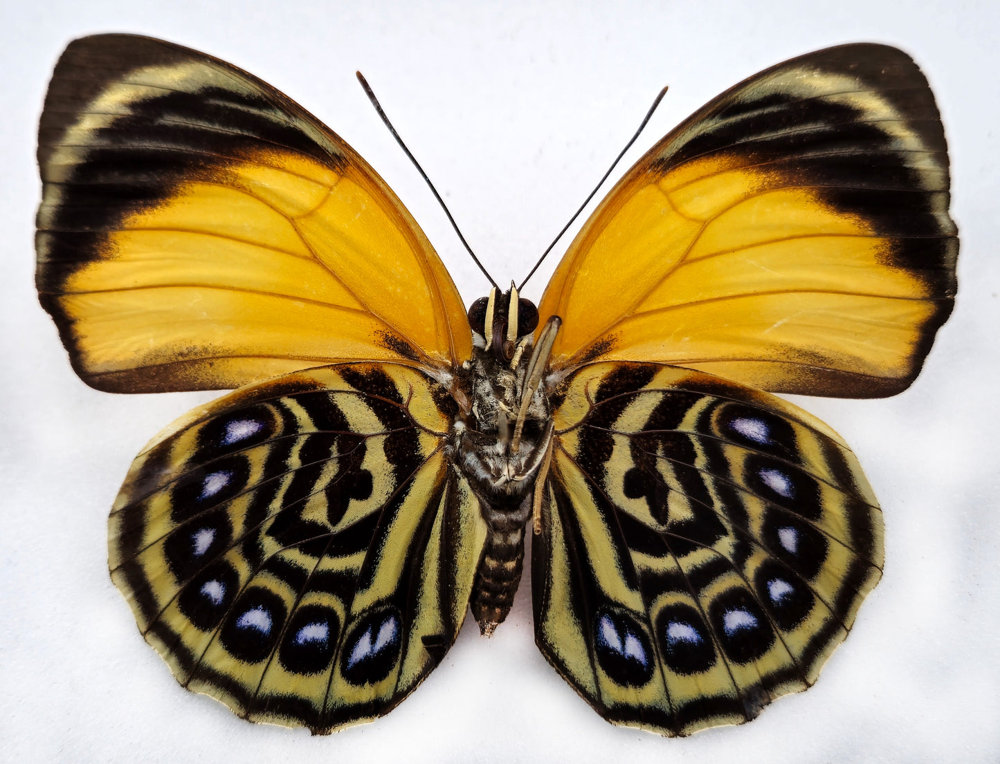 Agrias pericles mauensis ♀ (Brazil)