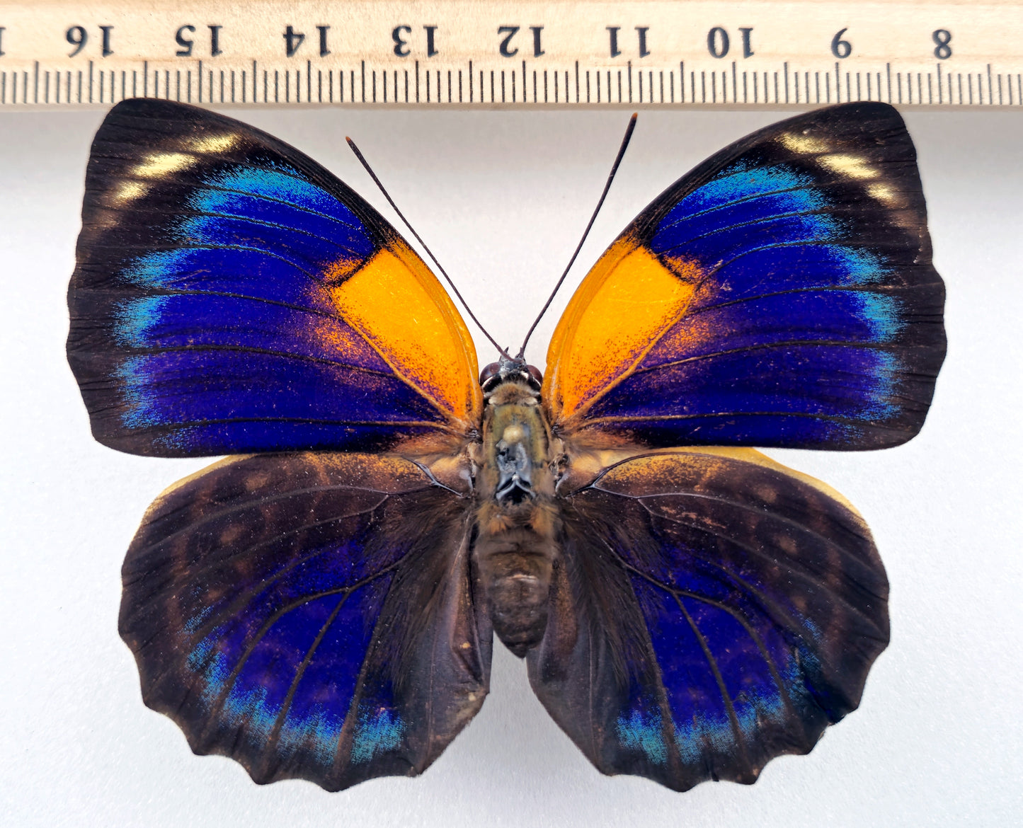 Agrias phalcidon fournierae ♀ f. aristoteles (Brazil)