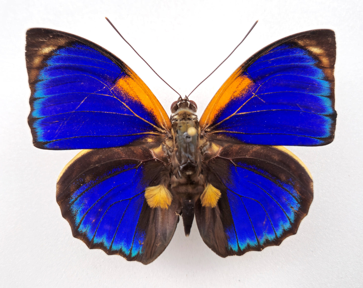 Agrias phalcidon fournierae ♂ f. Aristoteles (Brazil)