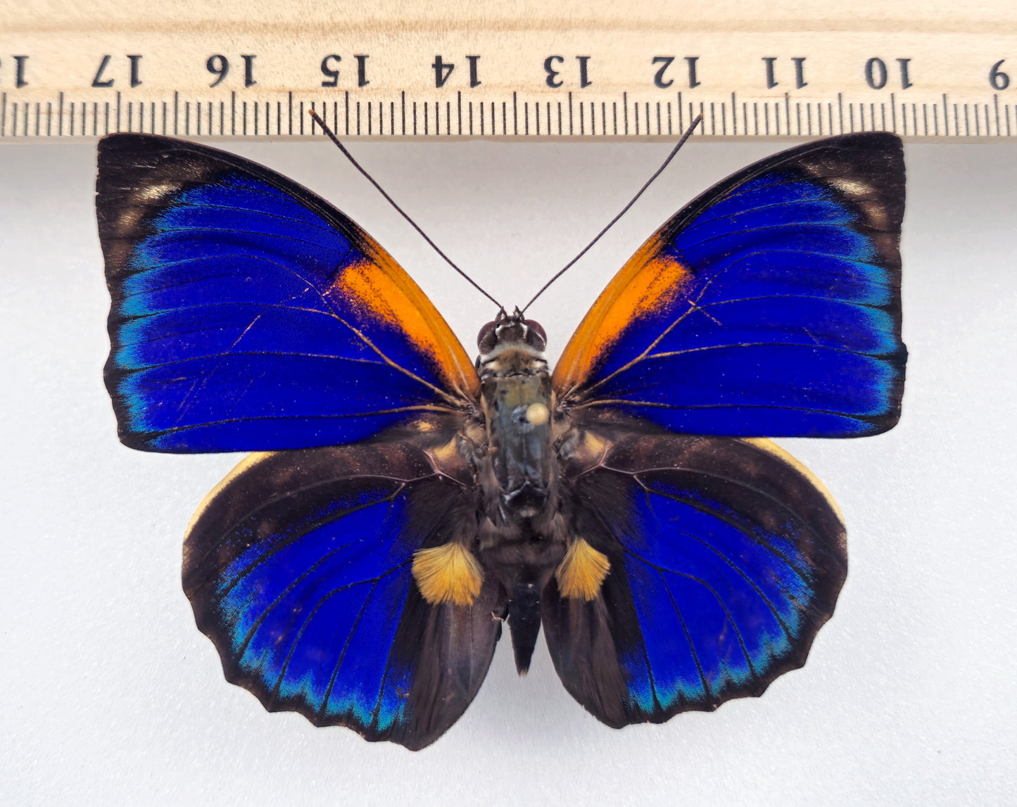 Agrias phalcidon fournierae ♂ f. Aristoteles (Brazil)