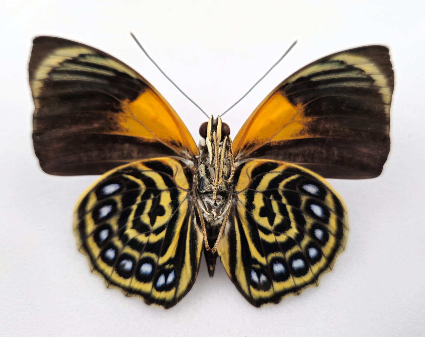 Agrias phalcidon fournierae ♂ f. Aristoteles (Brazil)