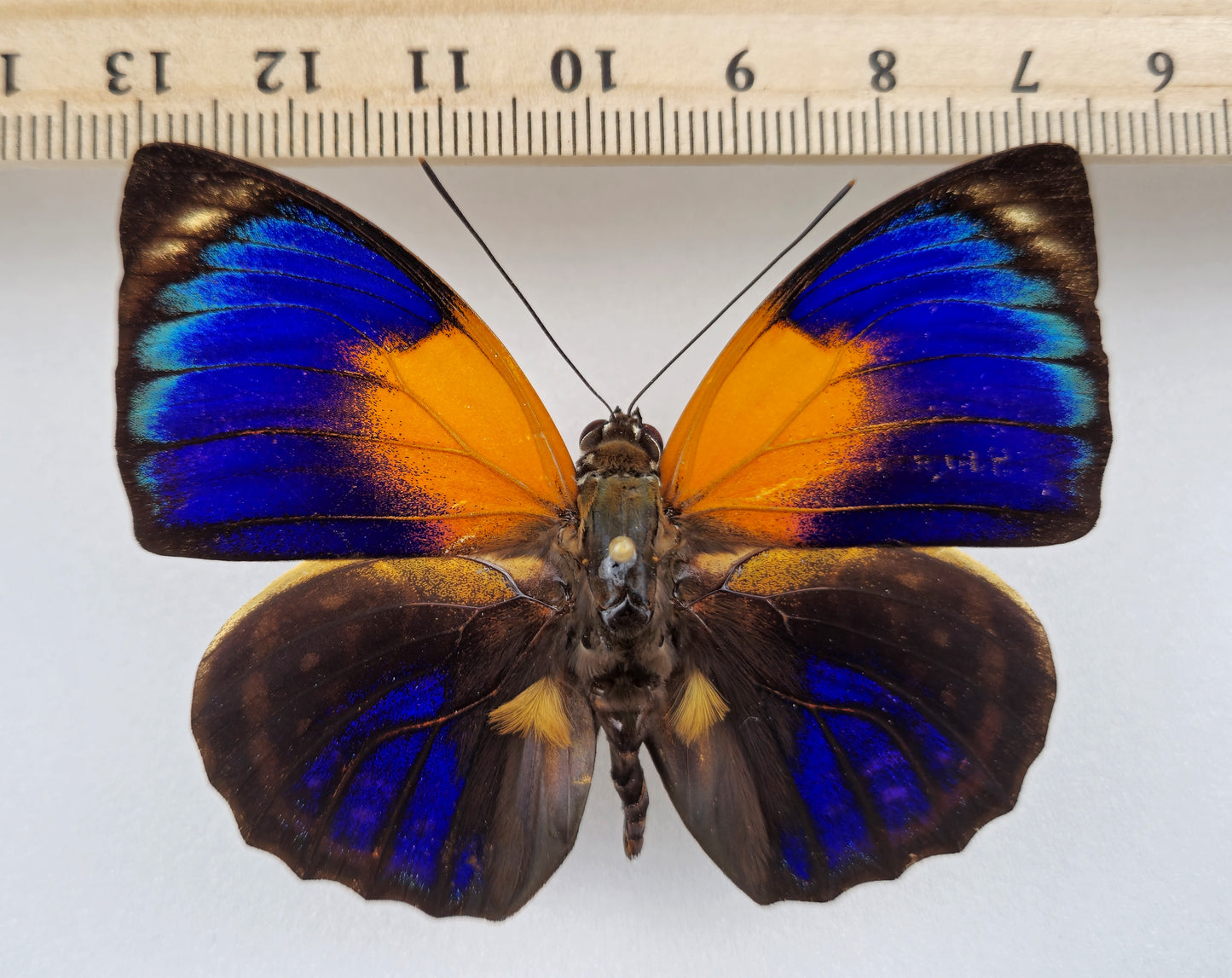 Agrias phalcidon fournierae ♂ f. viridiflavus (Brazil)