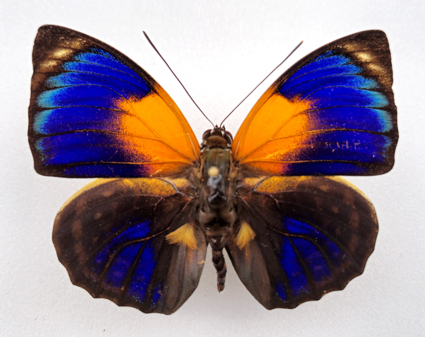 Agrias phalcidon fournierae ♂ f. viridiflavus (Brazil)