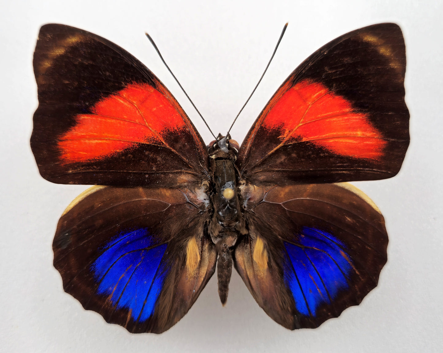 Agrias amydon lacandona ♂ (Mexico)