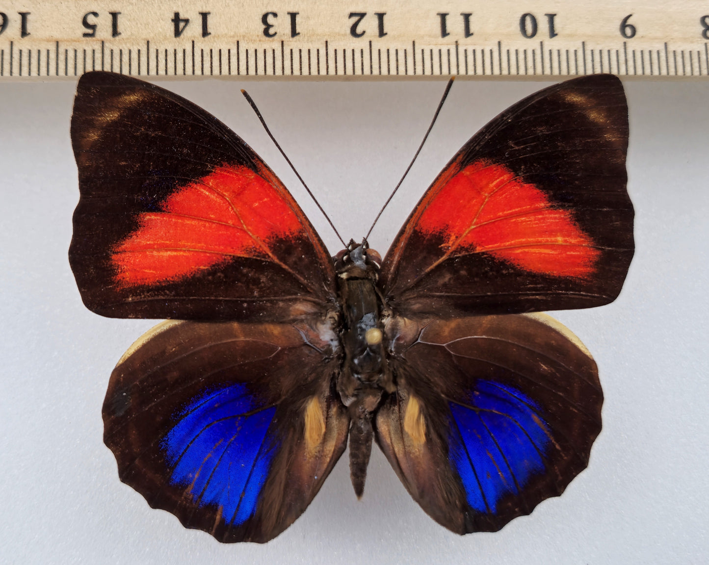 Agrias amydon lacandona ♂ (Mexico)