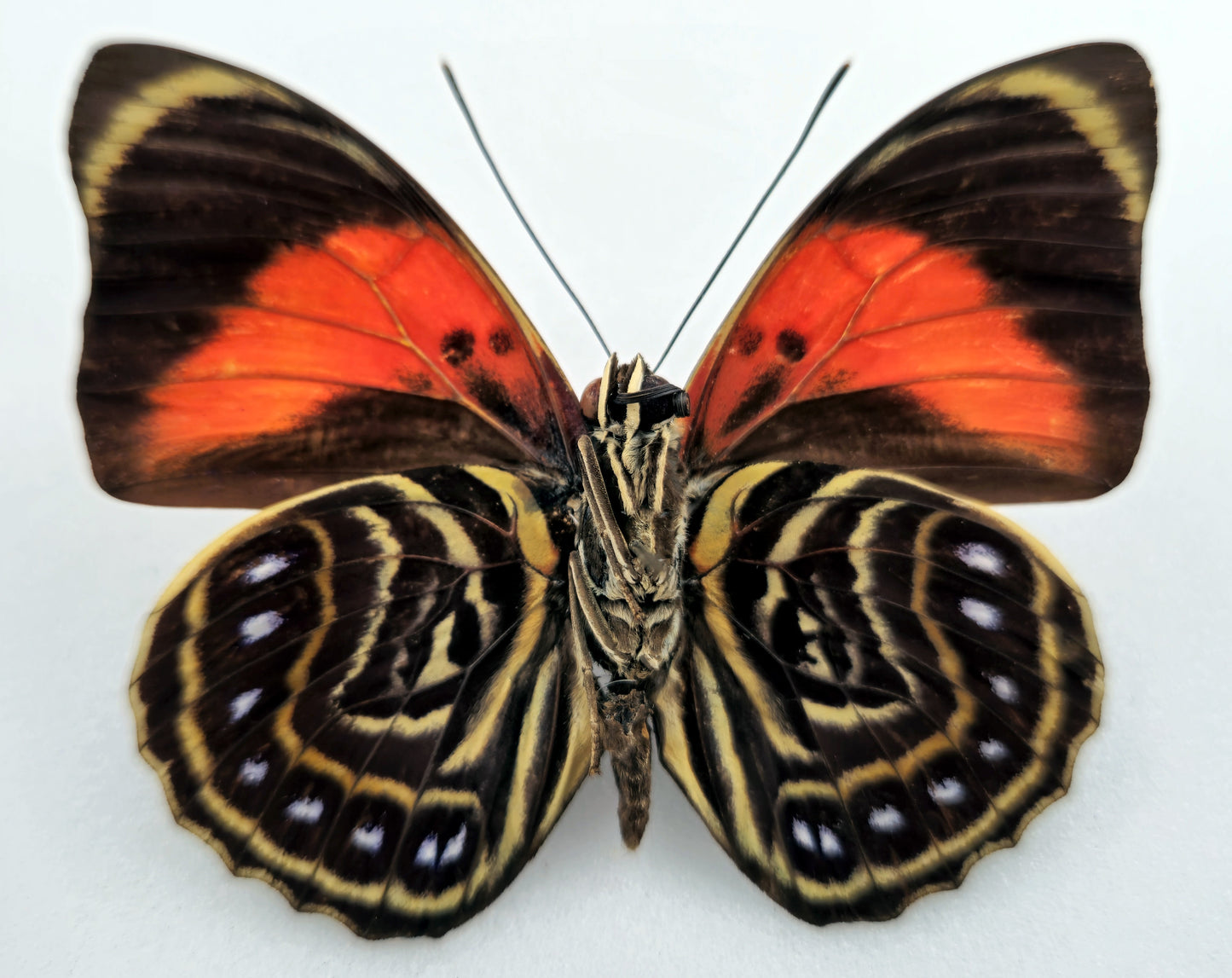 Agrias amydon lacandona ♂ (Mexico)