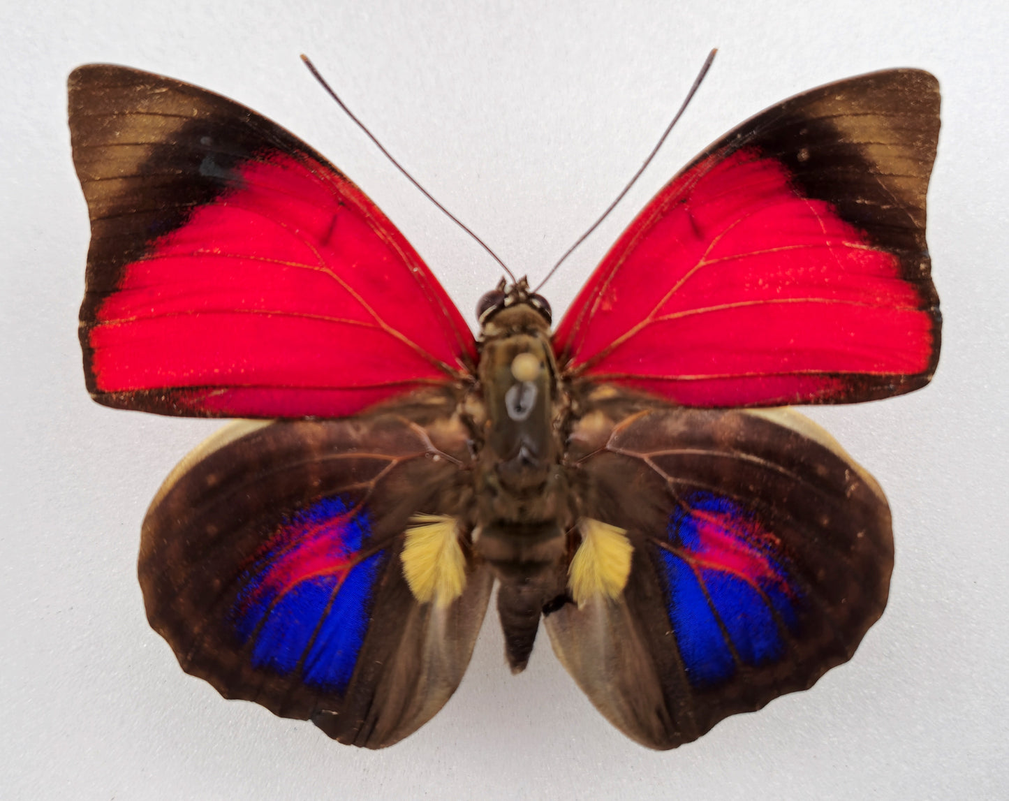 Agrias claudina sardanapalus ♂ f. belsazer (Brazil)