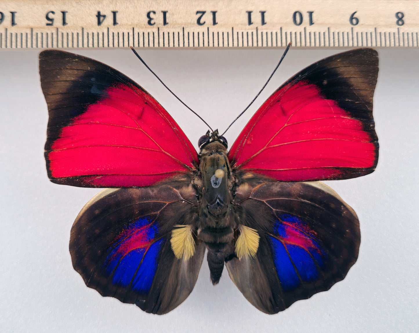 Agrias claudina sardanapalus ♂ f. belsazer (Brazil)
